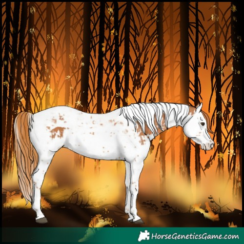 Horse Color:Chestnut Splash Tobiano  and Chestnut Splash Tobiano 