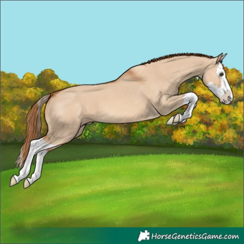 Horse Color:Red Dun Splash 