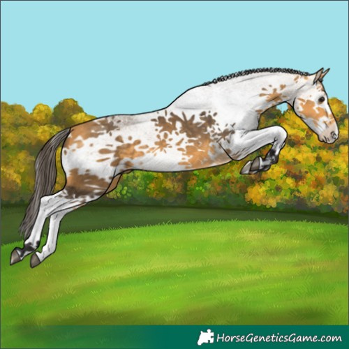 Horse Color:White Spotted Buckskin