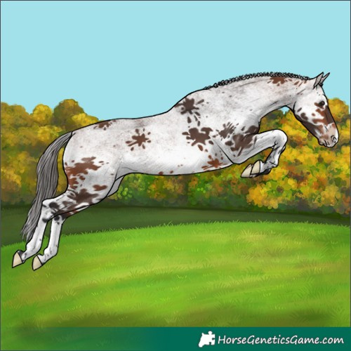 Horse Color:White Spotted Bay Splash