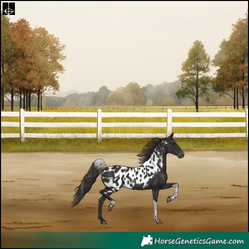 Horse Color:Liver Chestnut Tobiano Skewed Appaloosa Rabicano