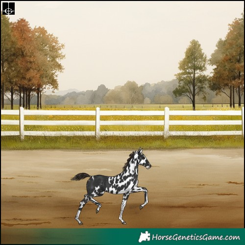 Horse Color:Liver Chestnut Tobiano Skewed Appaloosa Rabicano 