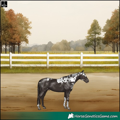 Horse Color:Liver Chestnut Tobiano Skewed LP Spotted Rabicano 
