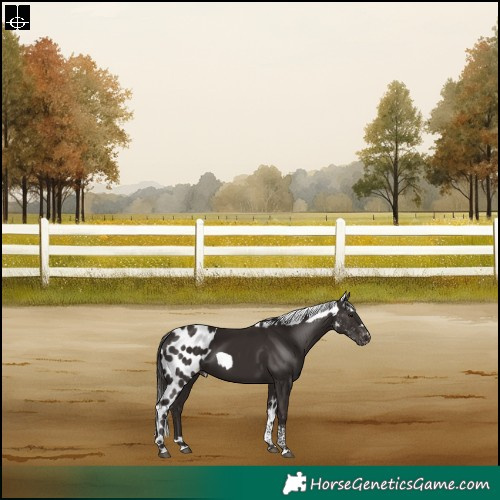 Horse Color:Liver Chestnut Tobiano Skewed Appaloosa Rabicano 