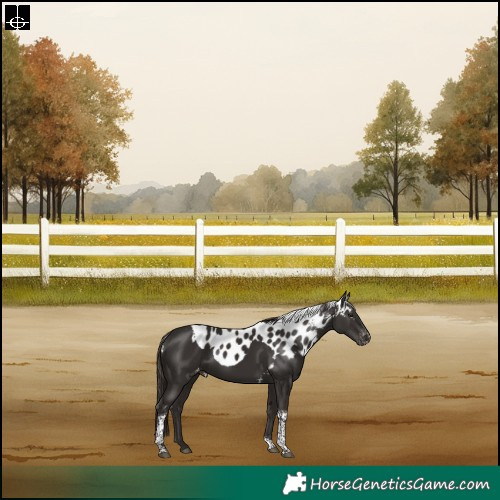 Horse Color:Liver Chestnut Tobiano Skewed Appaloosa Rabicano 