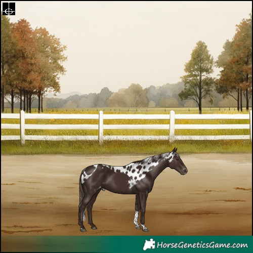 Horse Color:Liver Chestnut Tobiano Skewed Appaloosa Rabicano
