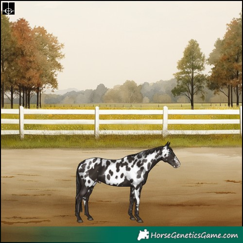 Horse Color:Liver Chestnut Frame Skewed Appaloosa Rabicano