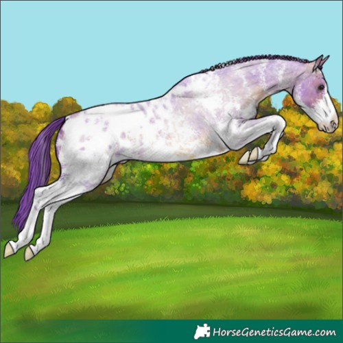 Horse Color:Watercolor Bay Roan Sabino Blanket 