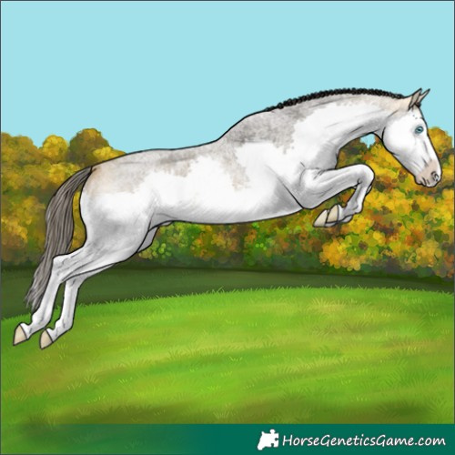 Horse Color:Buckskin Roan Splash