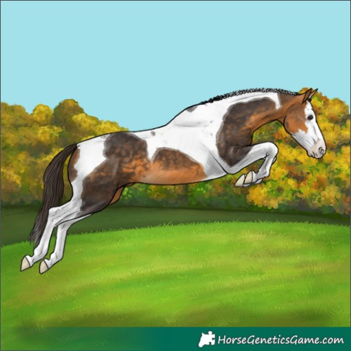 Horse Color:Buckskin Splash Tobiano 