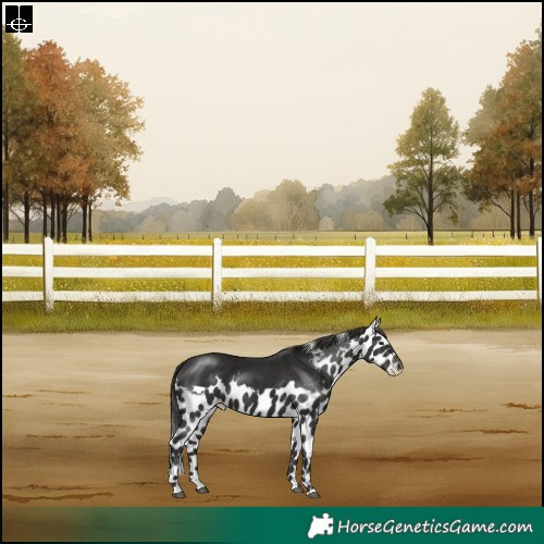 Horse Color:Liver Chestnut Frame Skewed Appaloosa Rabicano