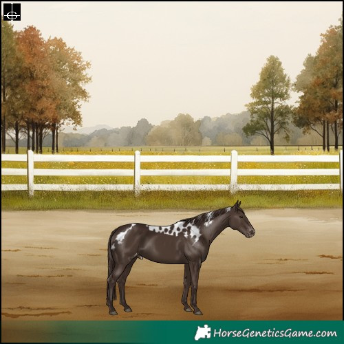 Horse Color:Liver Chestnut Skewed Appaloosa Rabicano
