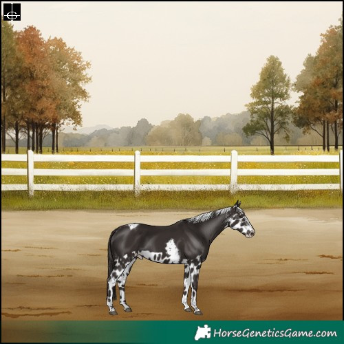 Horse Color:Liver Chestnut Tobiano Frame Skewed Appaloosa Rabicano