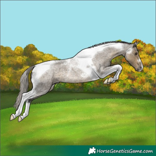 Horse Color:Silver Smoky Grullo Roan Tobiano