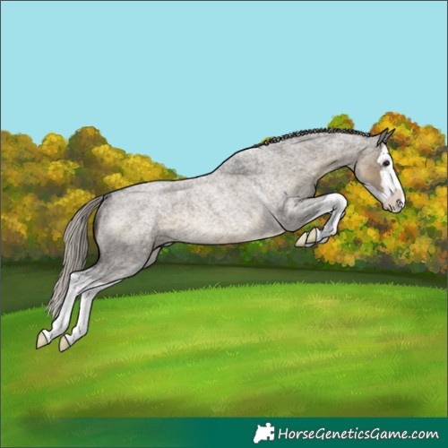 Horse Color:Silver Smoky Grullo Roan Splash Rabicano