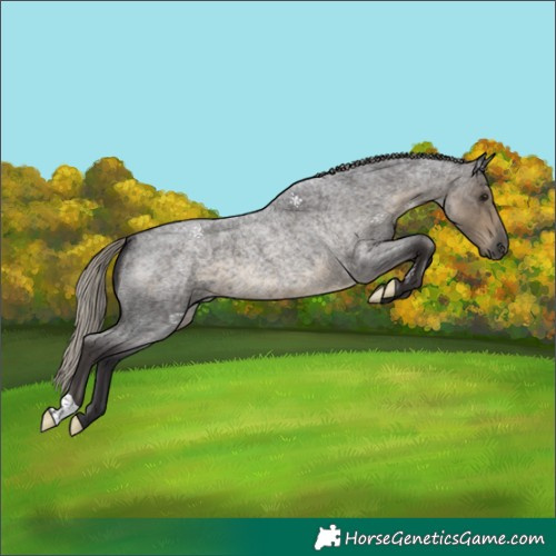 Horse Color:Silver Smoky Blue Roan