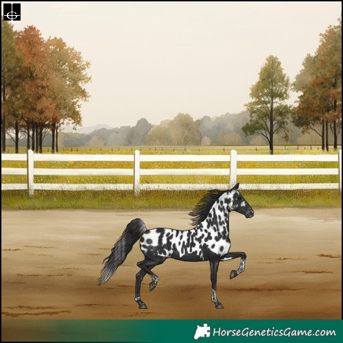 Horse Color:Liver Chestnut Tobiano Skewed LP Spotted Rabicano 
