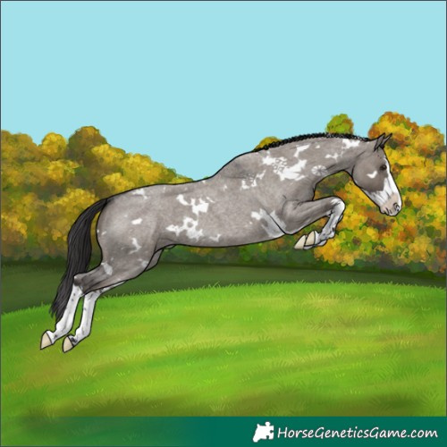 Horse Color:White Spotted Smoky Grullo Roan Splash