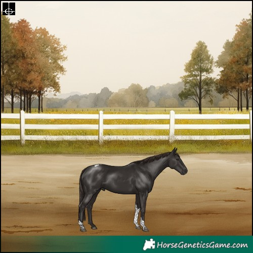 Horse Color:Liver Chestnut Tobiano Rabicano