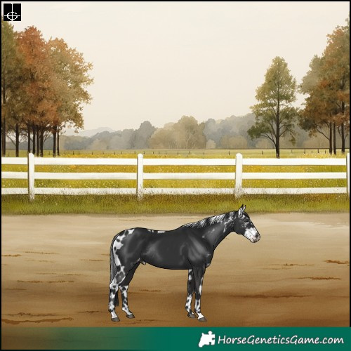Horse Color:Liver Chestnut Skewed Appaloosa Rabicano 