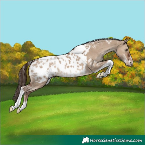 Horse Color:Powder White Liver Red Dun Tobiano Appaloosa Rabicano 