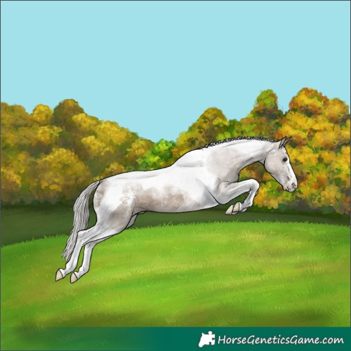 Horse Color:Powder White Silver Grullo Tobiano Rabicano