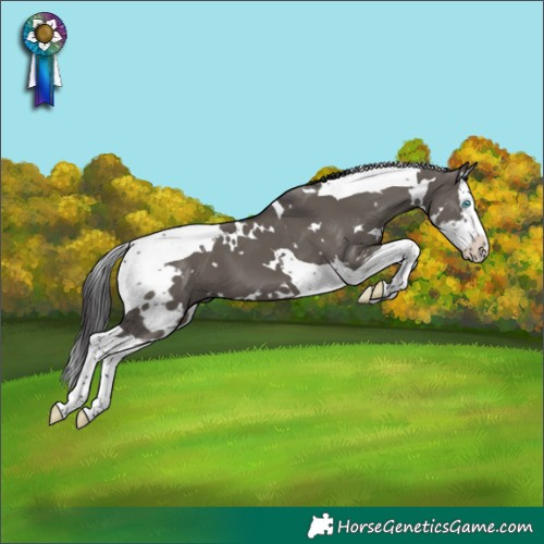 Horse Color:White Spotted Smoky Grullo Splash Tobiano