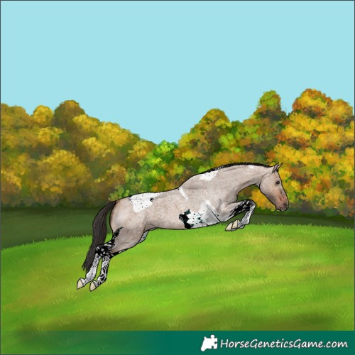 Horse Color:Bay Roan Dun Tobiano 