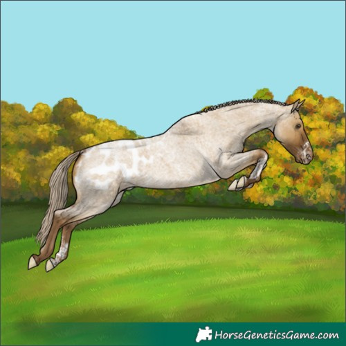 Horse Color:Powder White Chocolate Palomino Roan Dun Appaloosa