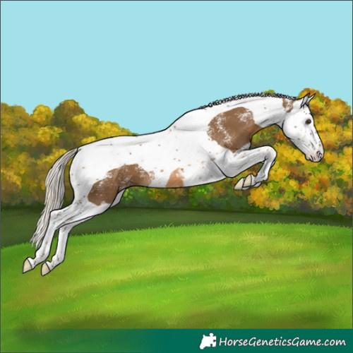 Horse Color:Powder White Chocolate Palomino Splash Tobiano