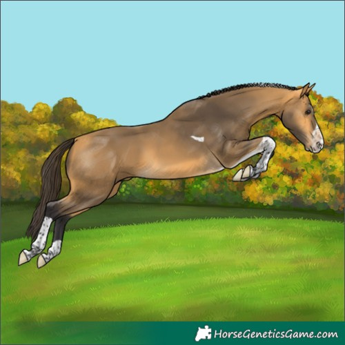 Horse Color:Buckskin Splash Tobiano