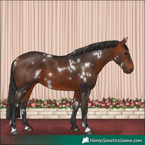 Horse Color:White Spotted Bay 