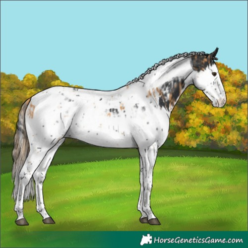 Horse Color:Chestnut Splash Tobiano  and Black Splash Tobiano 