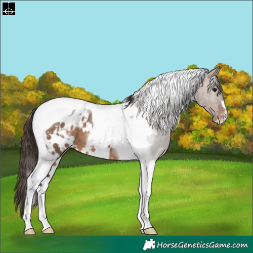 Horse Color:White Spotted Brown Dun Tobiano Appaloosa