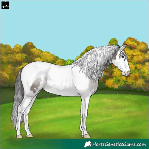 Horse Color:White Spotted Grullo Splash Tobiano Appaloosa Rabicano 