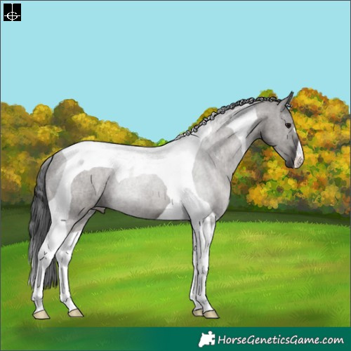 Horse Color:Grullo Tobiano 