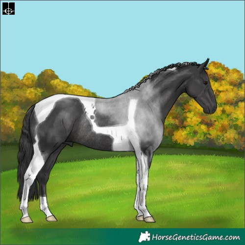 Horse Color:Black Tobiano Rabicano 