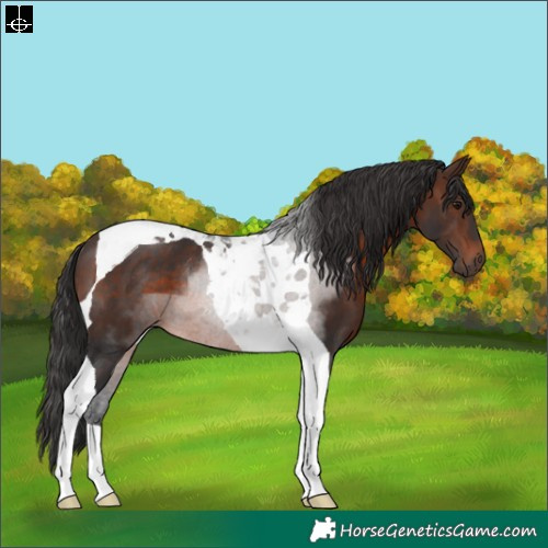 Horse Color:Brown Tobiano Rabicano 