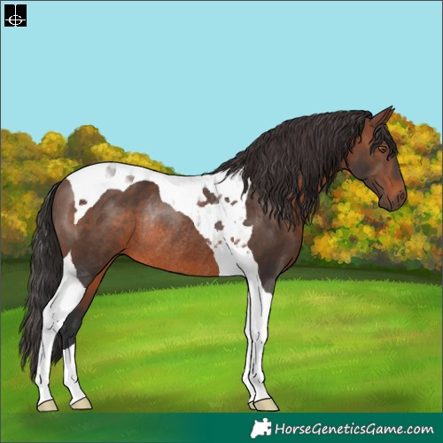 Horse Color:Brown Tobiano Rabicano