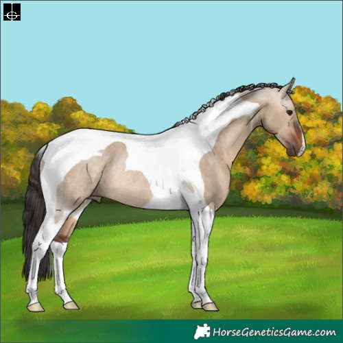 Horse Color:Brown Dun Tobiano Rabicano