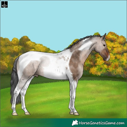 Horse Color:Brown Dun Tobiano 