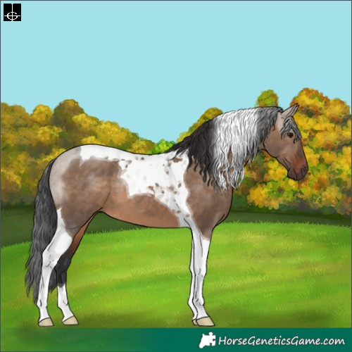 Horse Color:Brown Dun Tobiano