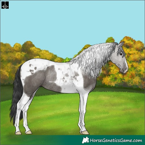 Horse Color:Grullo Tobiano Rabicano 