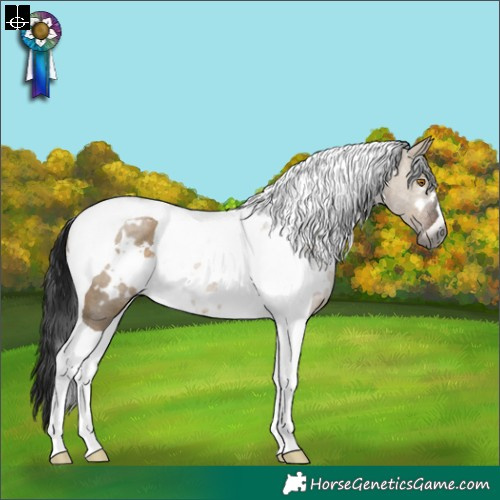 Horse Color:Gray White Spotted Brown Dun Tobiano Rabicano 