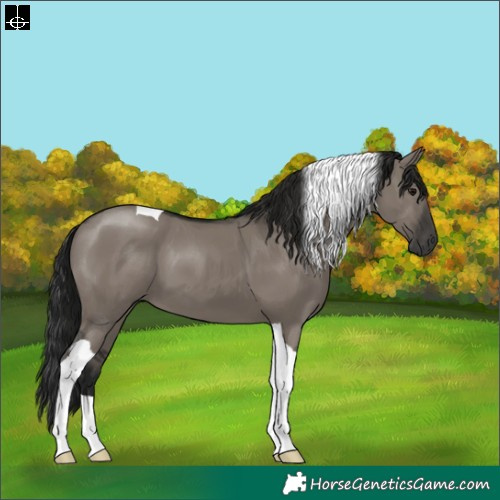 Horse Color:Gray Grullo Tobiano 