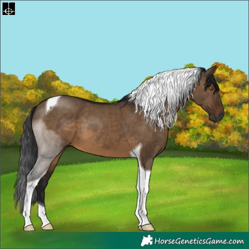 Horse Color:Gray Brown Dun Tobiano