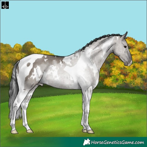 Horse Color:White Spotted Grullo Tobiano Rabicano