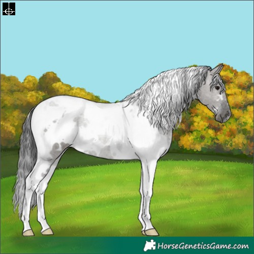Horse Color:White Spotted Grullo Tobiano Rabicano 