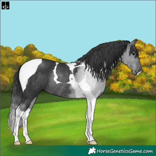 Horse Color:Black Tobiano Rabicano 