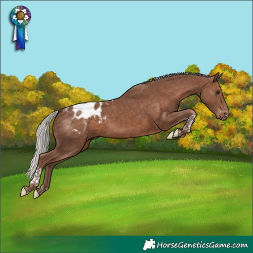 Horse Color:Silver Black Tobiano Appaloosa